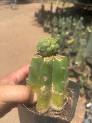 💎👑💎 Havran — Pup Graft on Rooted PC
