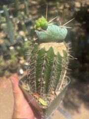 💎👑💎  Nubs — Pupping Slab on Rooted Spachianus