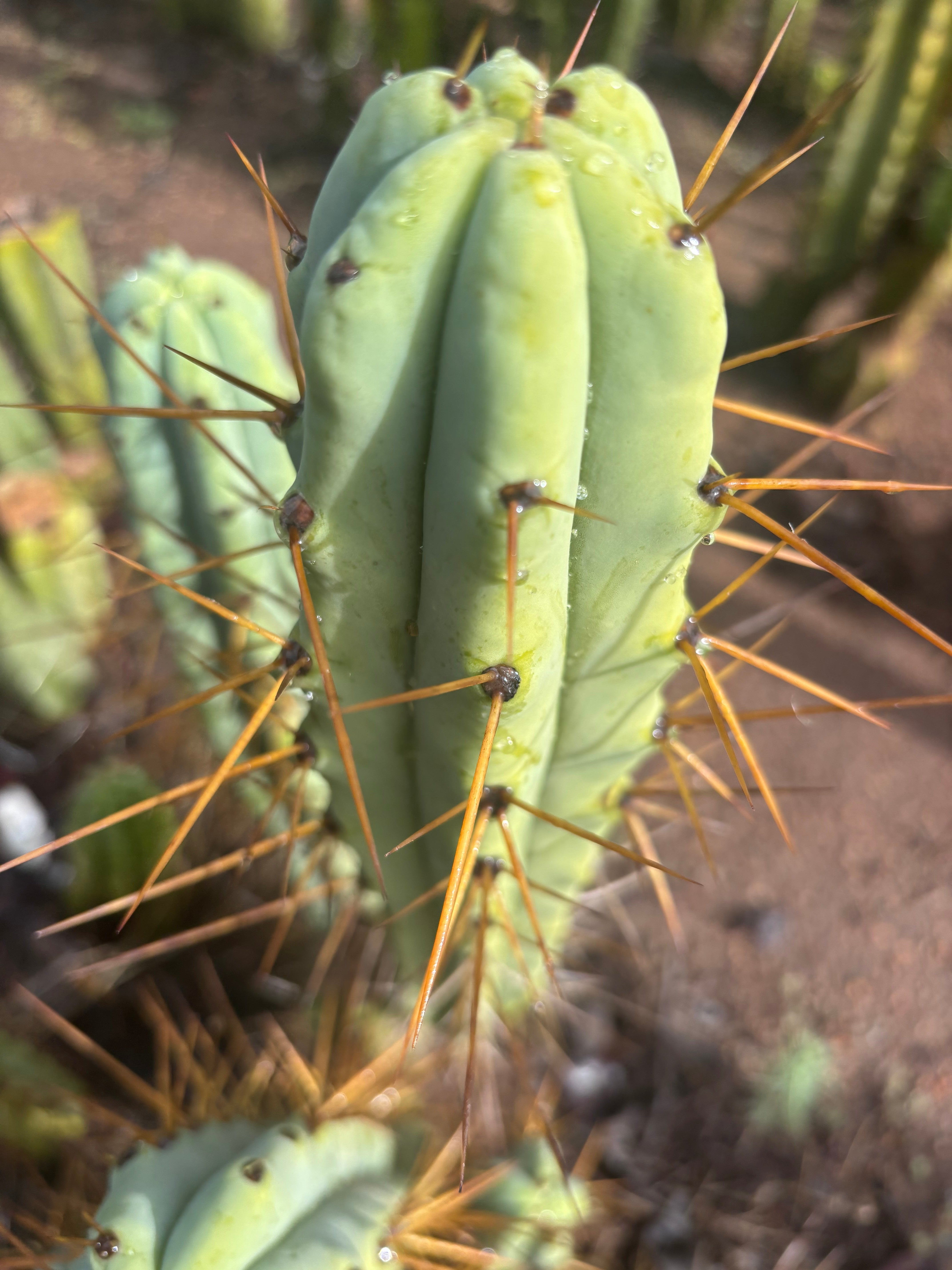 👑🌶️ Medicine Man — 14” Tip
