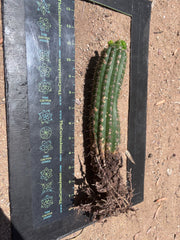 👑🌶️🌶️ KR04 — Another Whole Rooted Graft