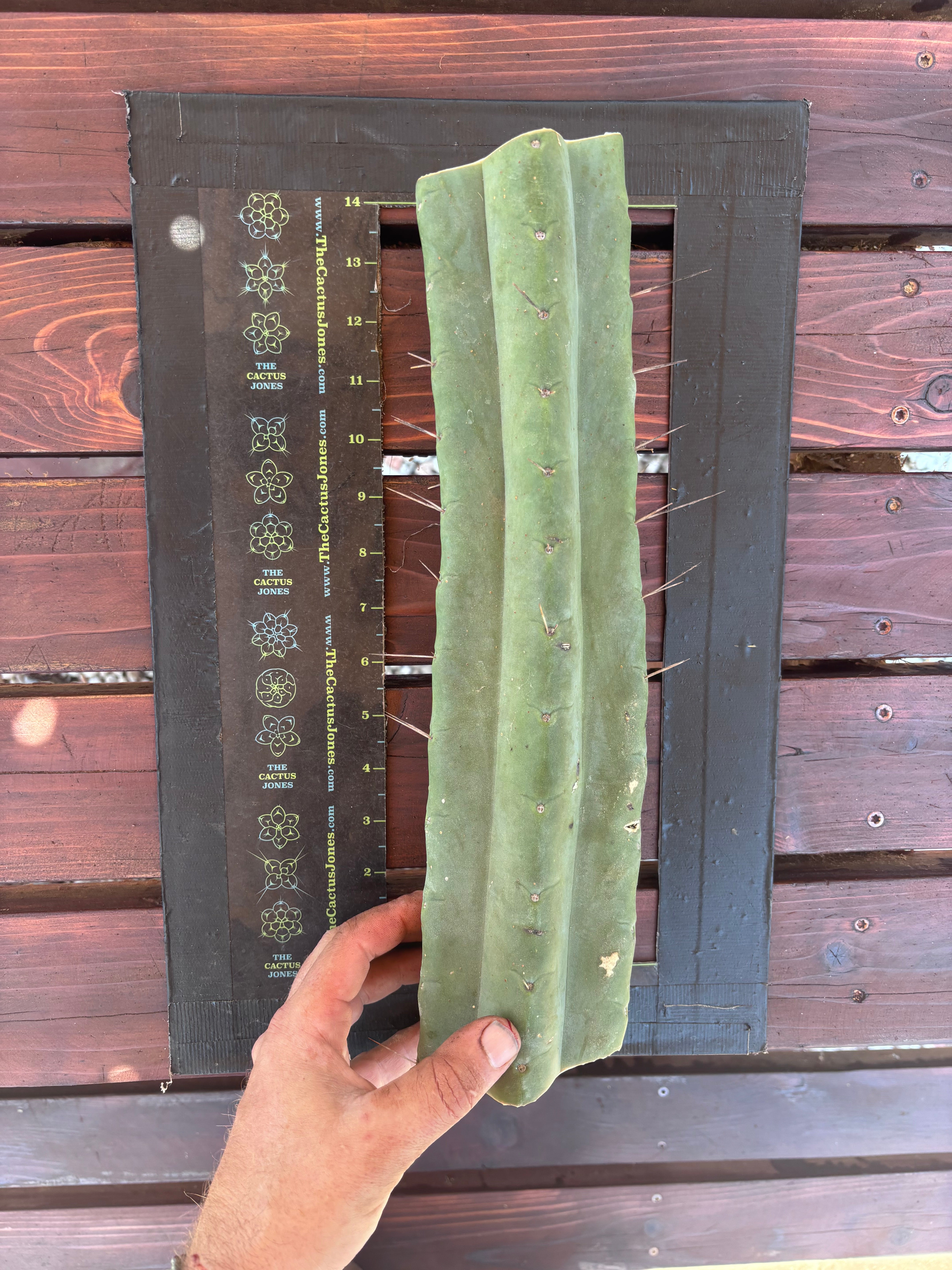 👑🌶️🌶️ Eileen — Massive 15” Mid