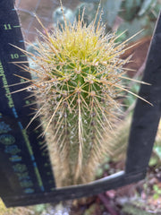 💎 T.Camarguensis  — 11” Tip