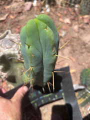 👑🌶️ Caballero — 9” Pup