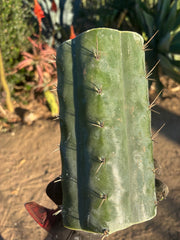 👑🌶️  Ashdod — 9” Mega Mid