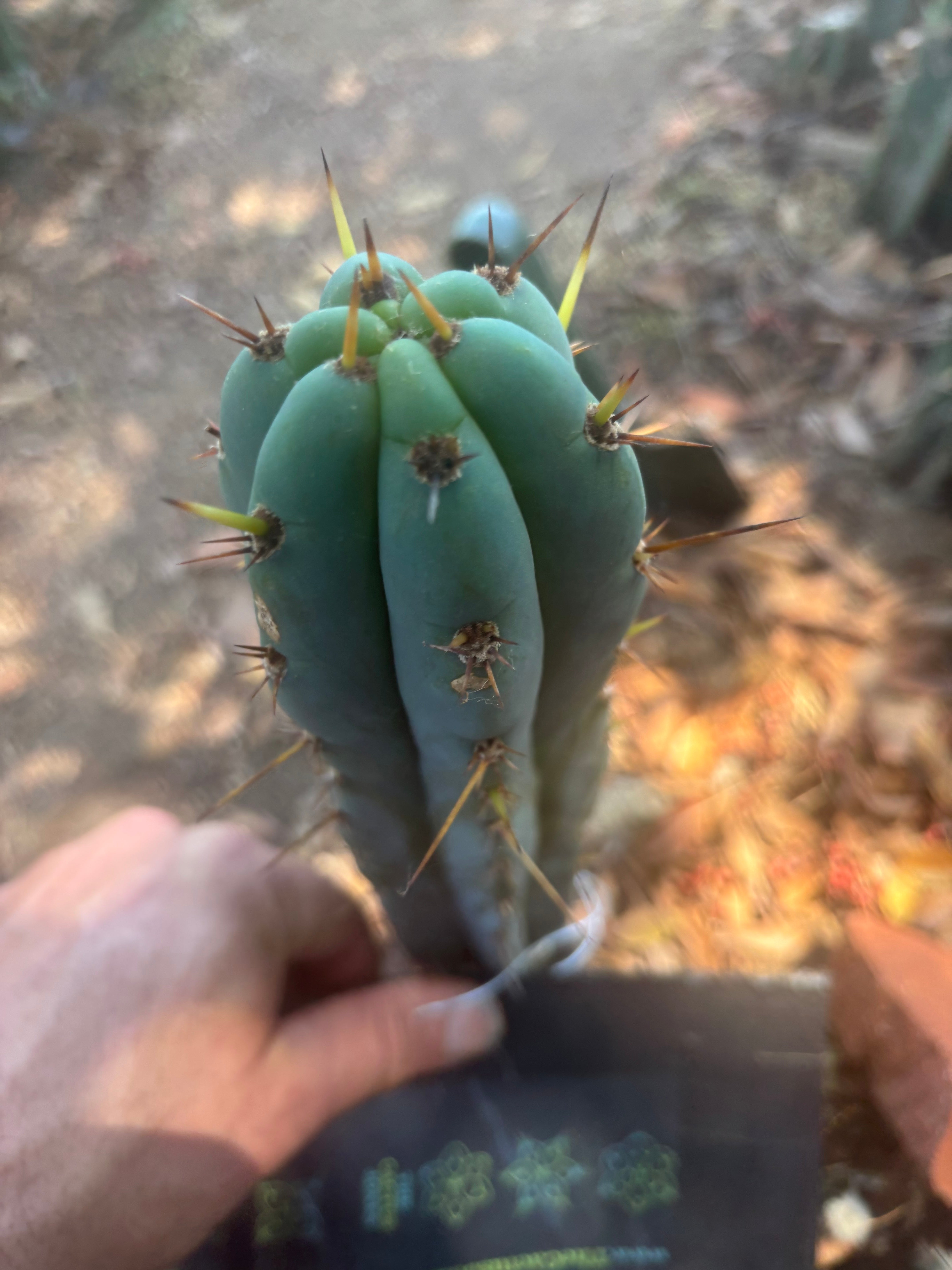 Bertha x Sharxx — 8” Tip