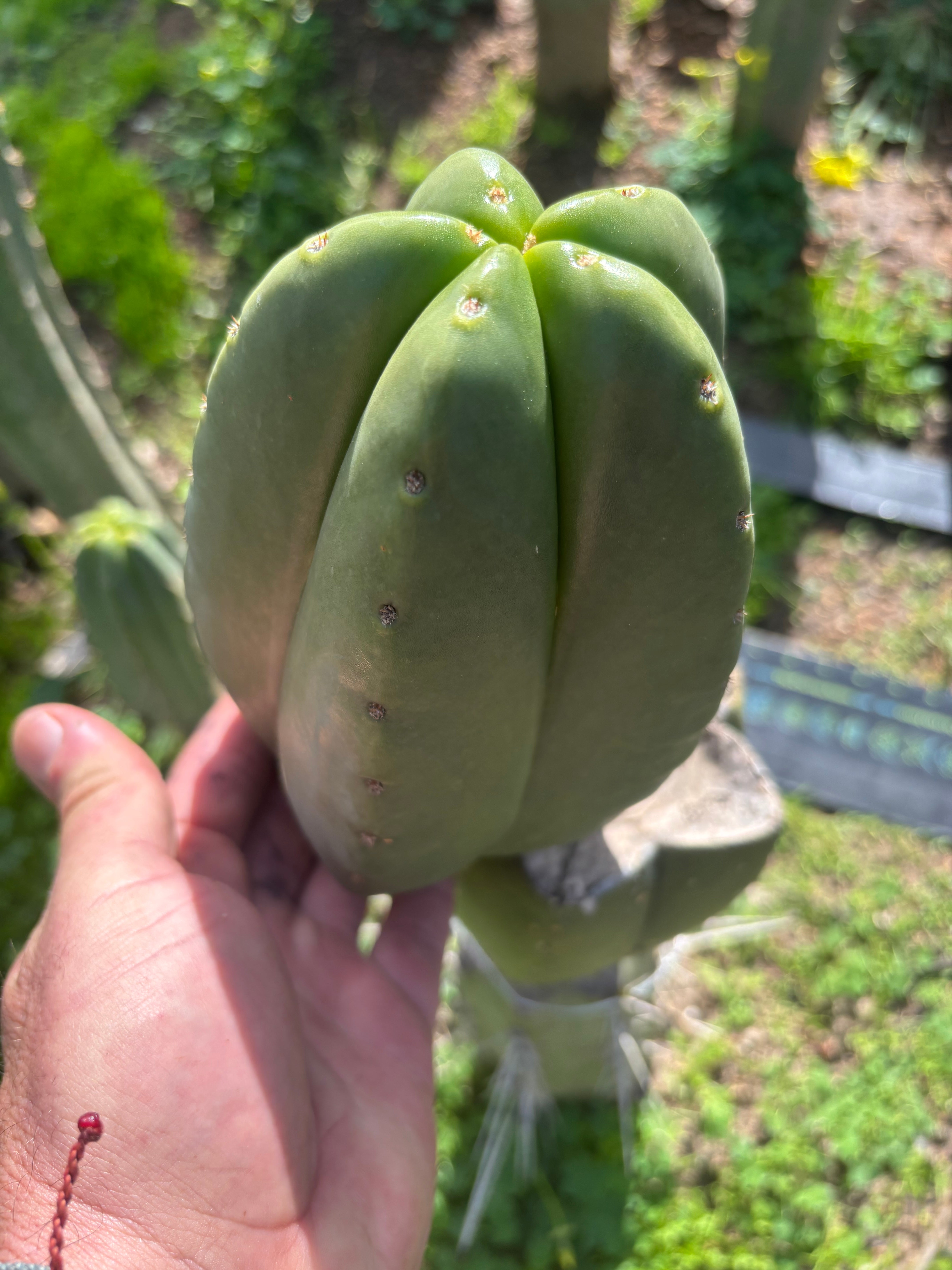 💎 Hulk x Zed MELON