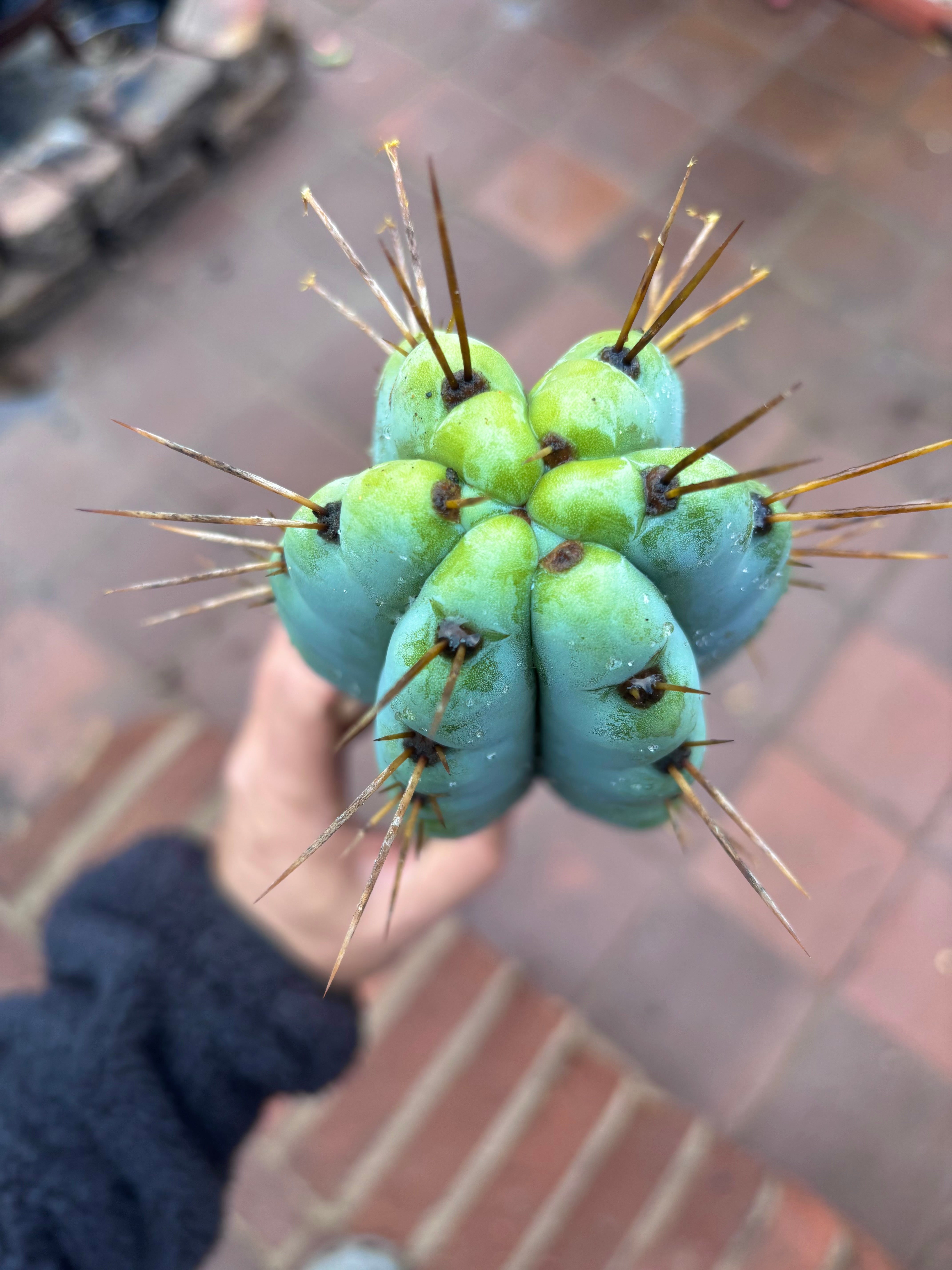 💎🌶️ Noid of the Moment — XL 14” Tip