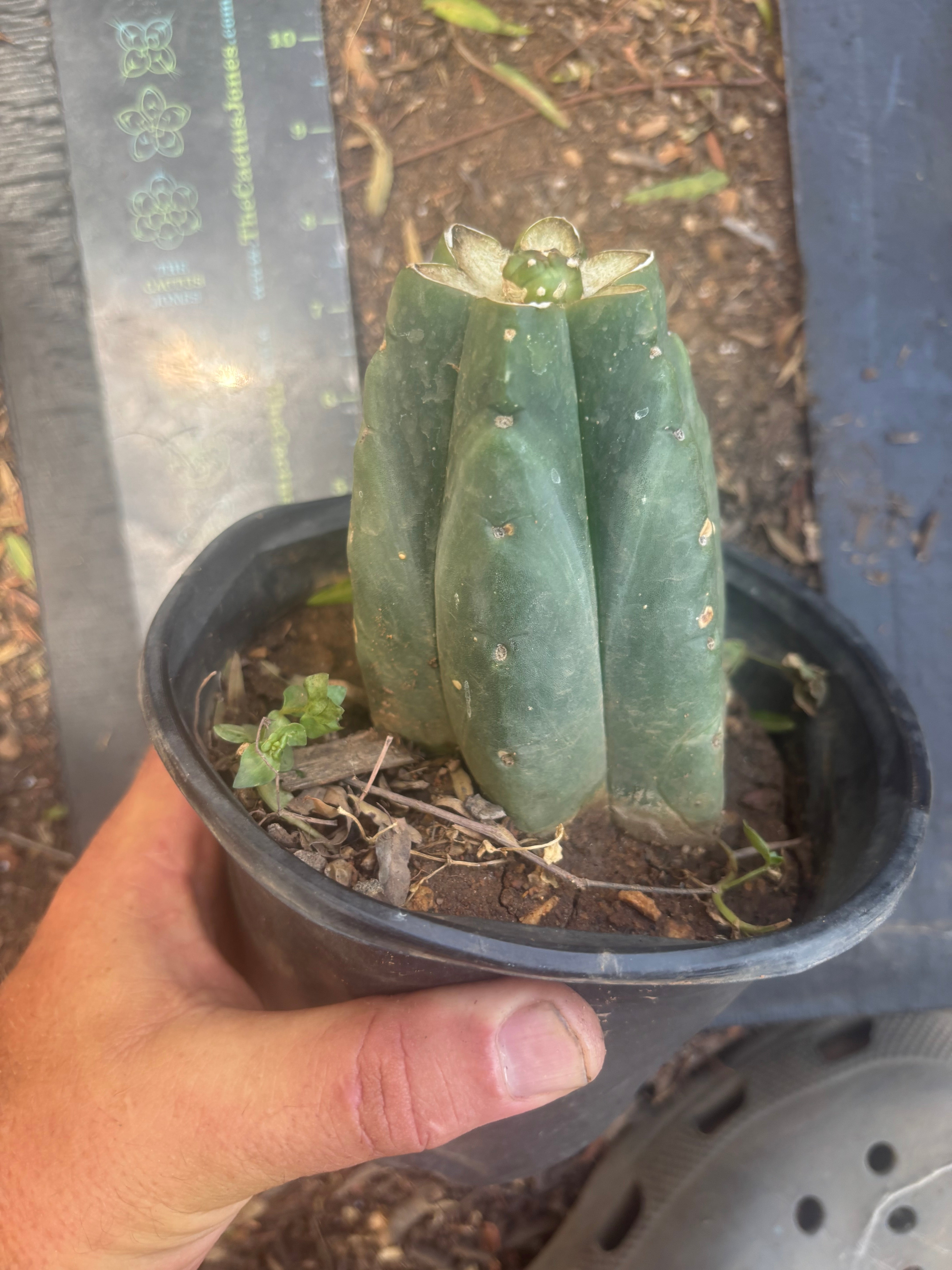 💎👑💎 SCB  — One More Pup Graft on Rooted Pierre