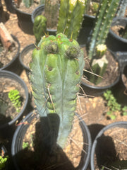 💎🌶️🌶️ NOM — Pup Graft On Seed Grown Rooted Stock