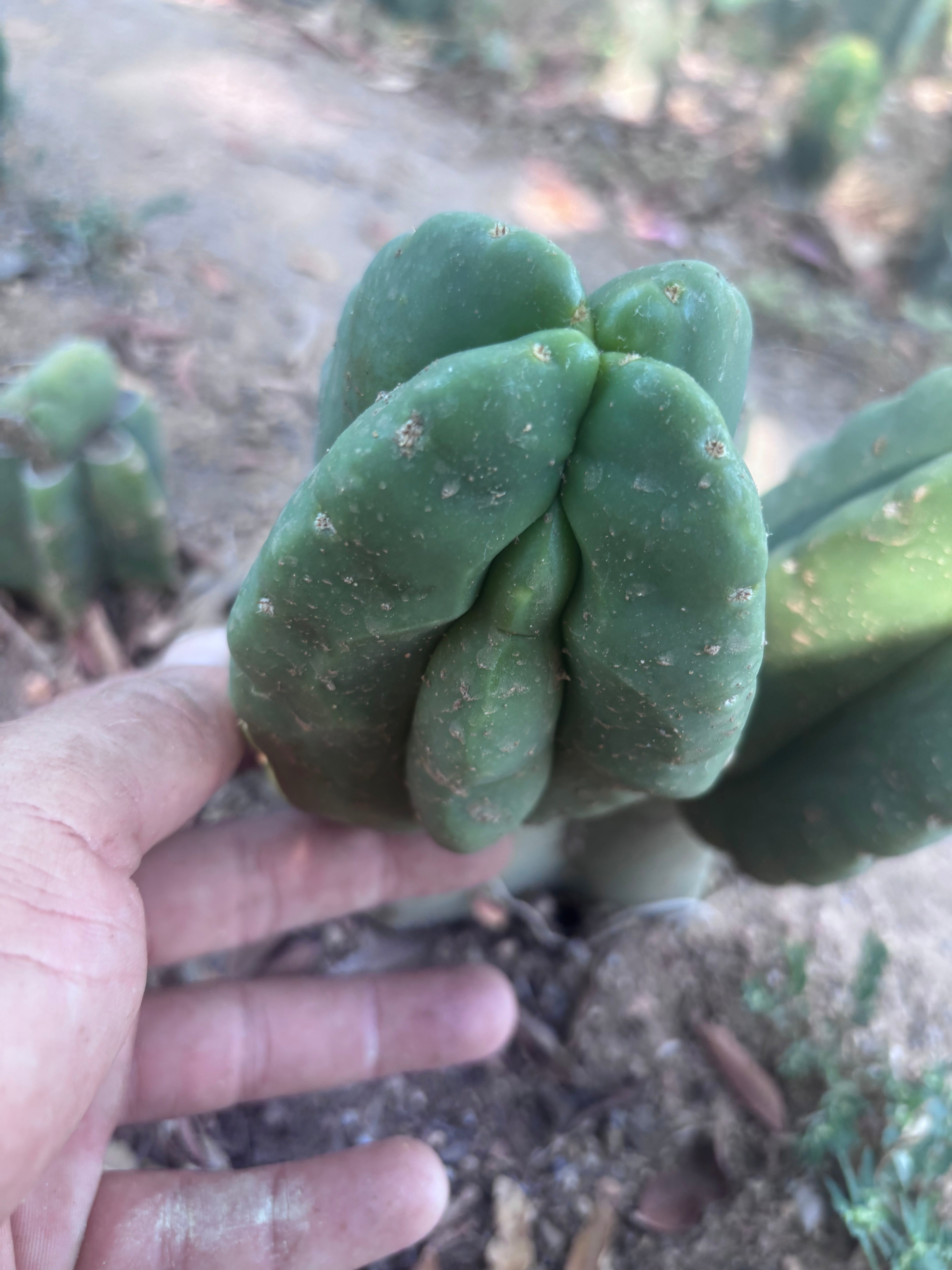 💎👑💎🌶️ Ferah — Fourwang Chub Muffin