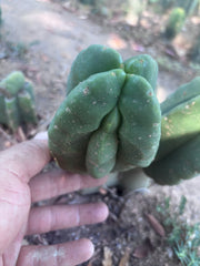 💎👑💎🌶️ Ferah — Fourwang Chub Muffin