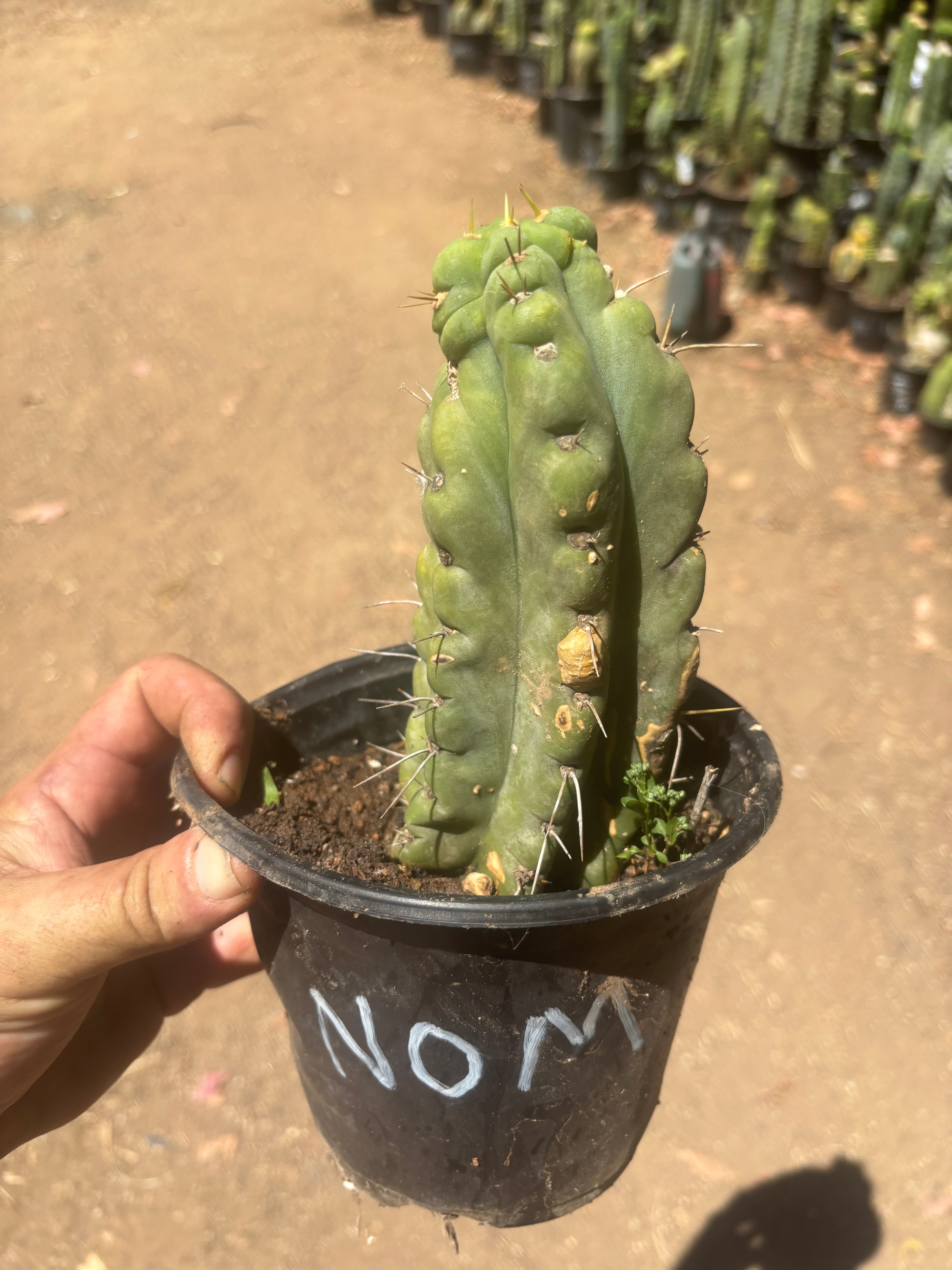 💎🌶️🌶️ NOM — Rooted Pup