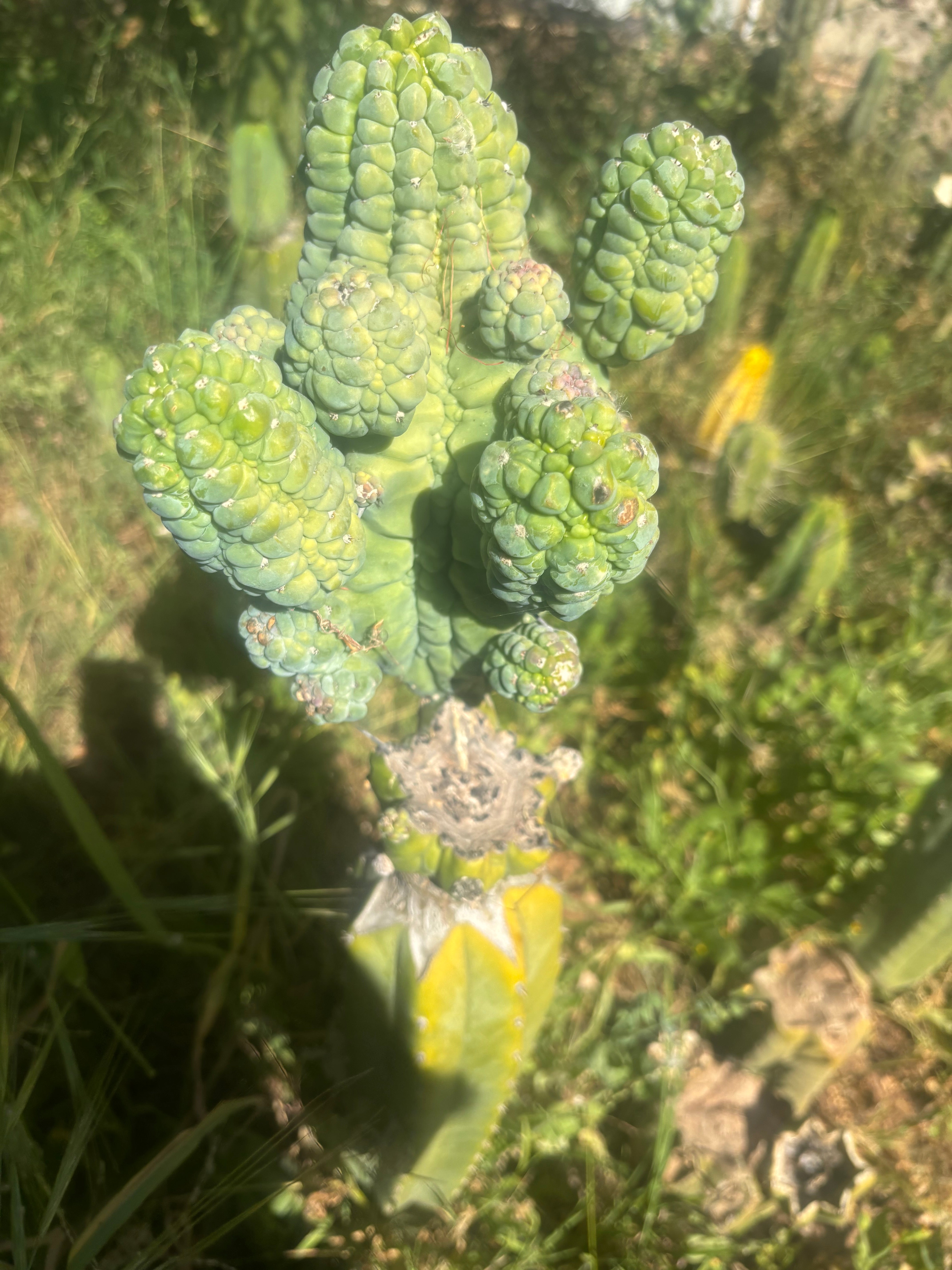 💎👑💎 Glorp — Crazy XXL Pupsplosion Graft