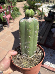 👑💎🌶️ CSD — Pupping Slab Graft (Rooted / Whole)