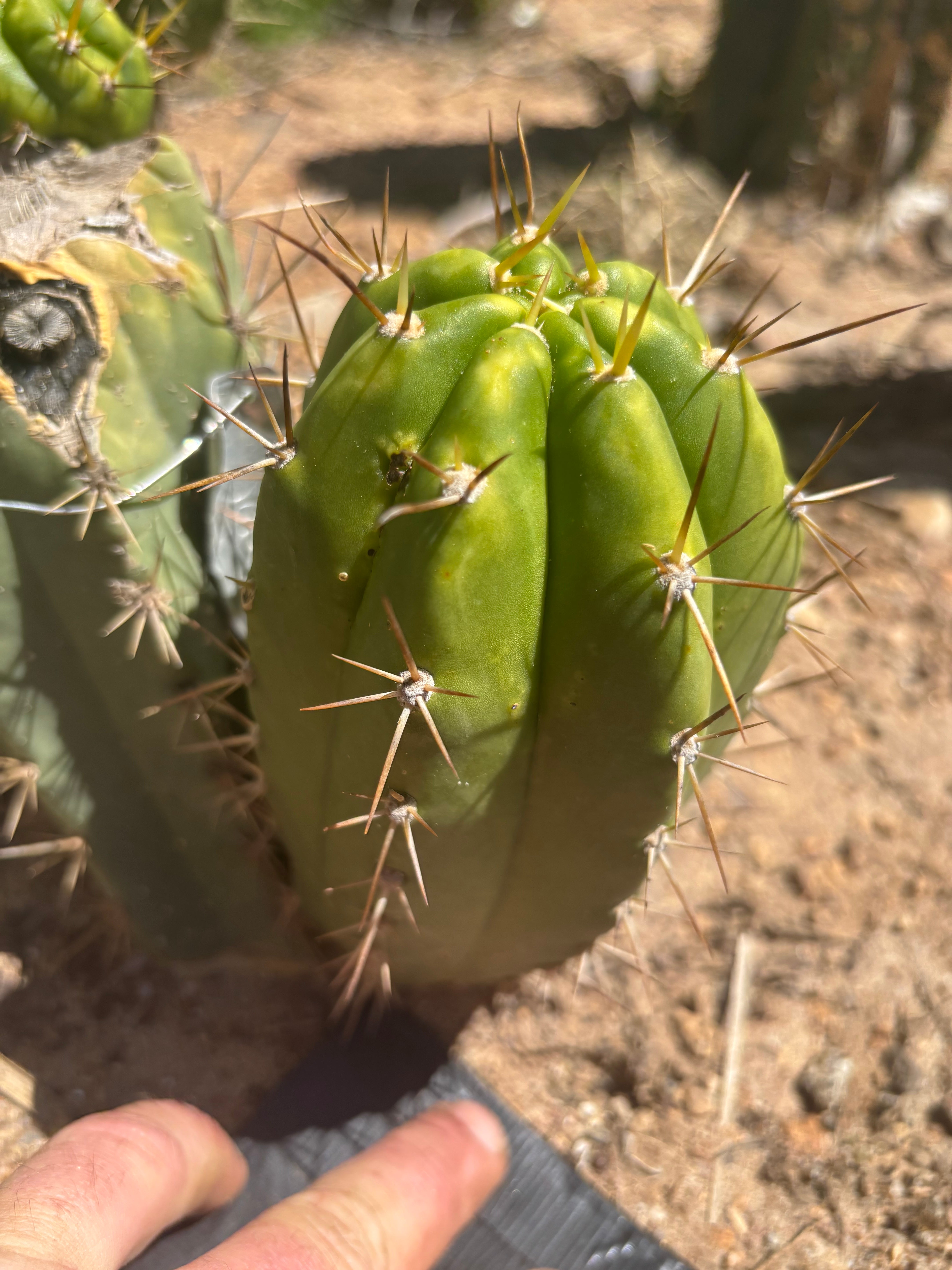 👑 The Jones Pink 🌸 — Another Grenade Pup