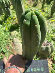 👑🌶️ Pierre — Chonky 12” Tip