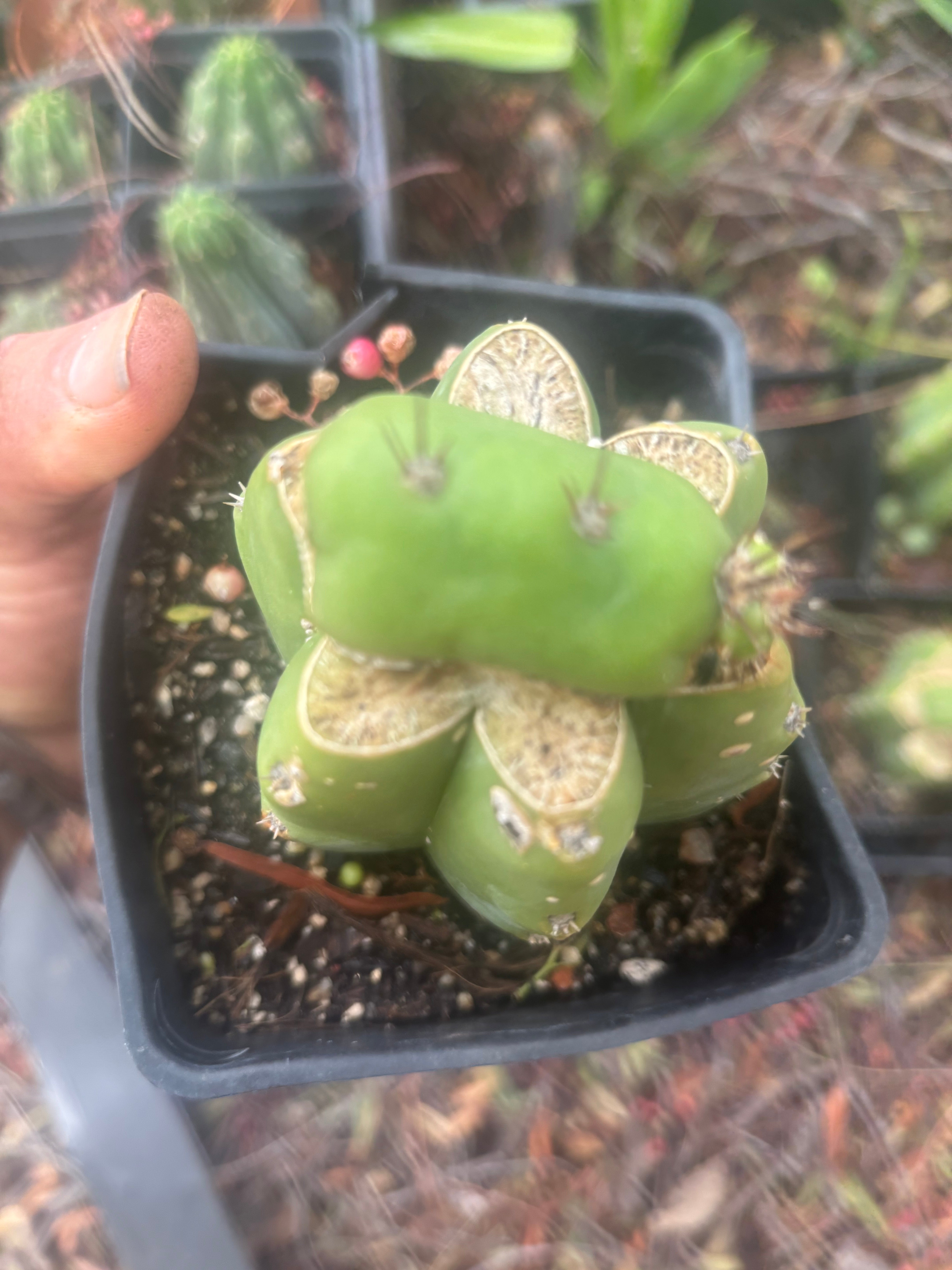 💎👑💎 Parque de las Leyendes —BK08611.4 Clone A —  Rooted Slab Graft w/ Pup Starting
