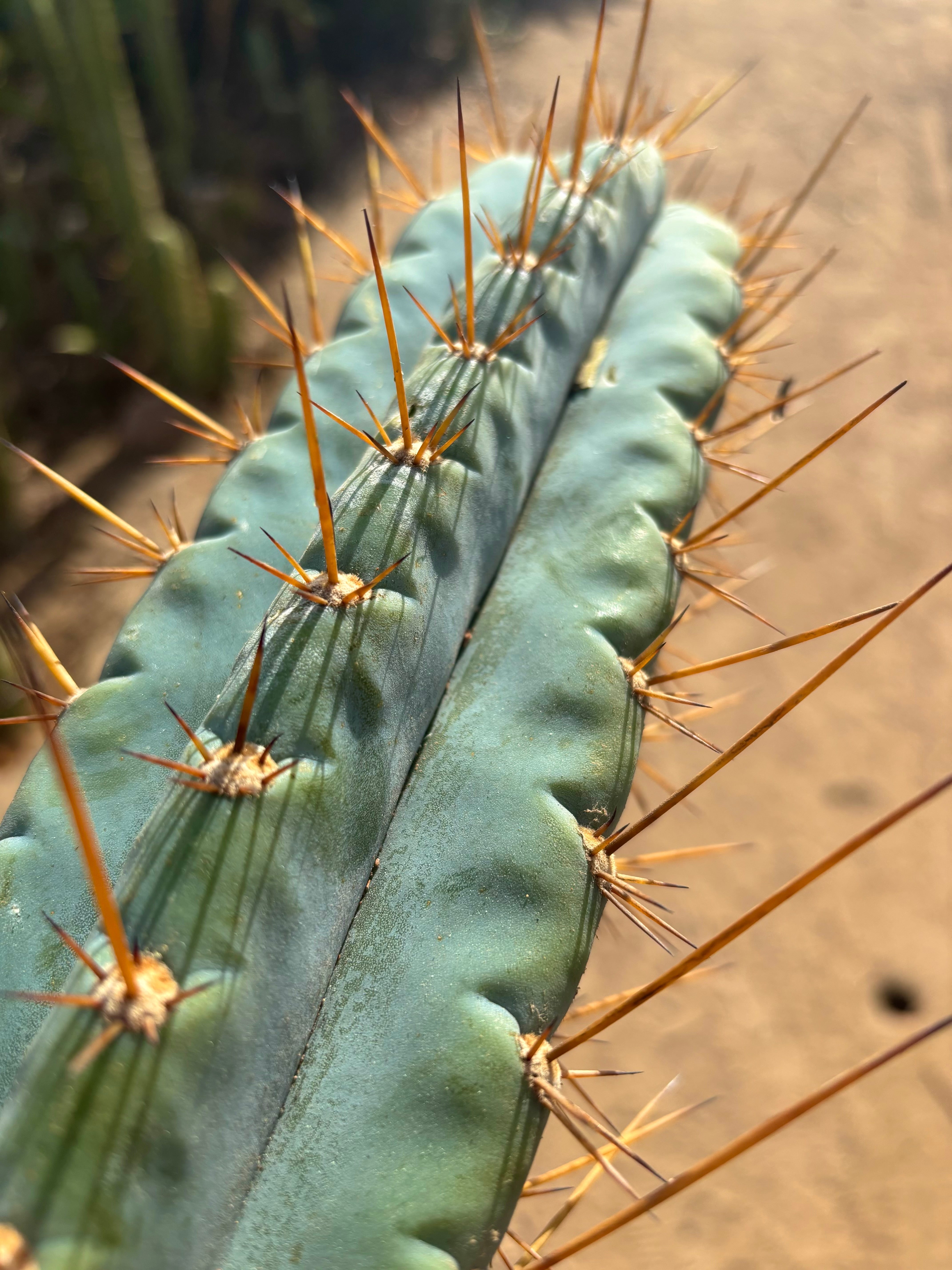 Custom Listing for JAYMATIC