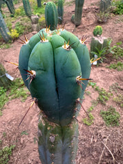 💎👑🌶️💎  Hyperspace Pixie! — 8” Tip