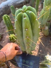 👑🌶️🌶️ Pala — FAT 10” Tip