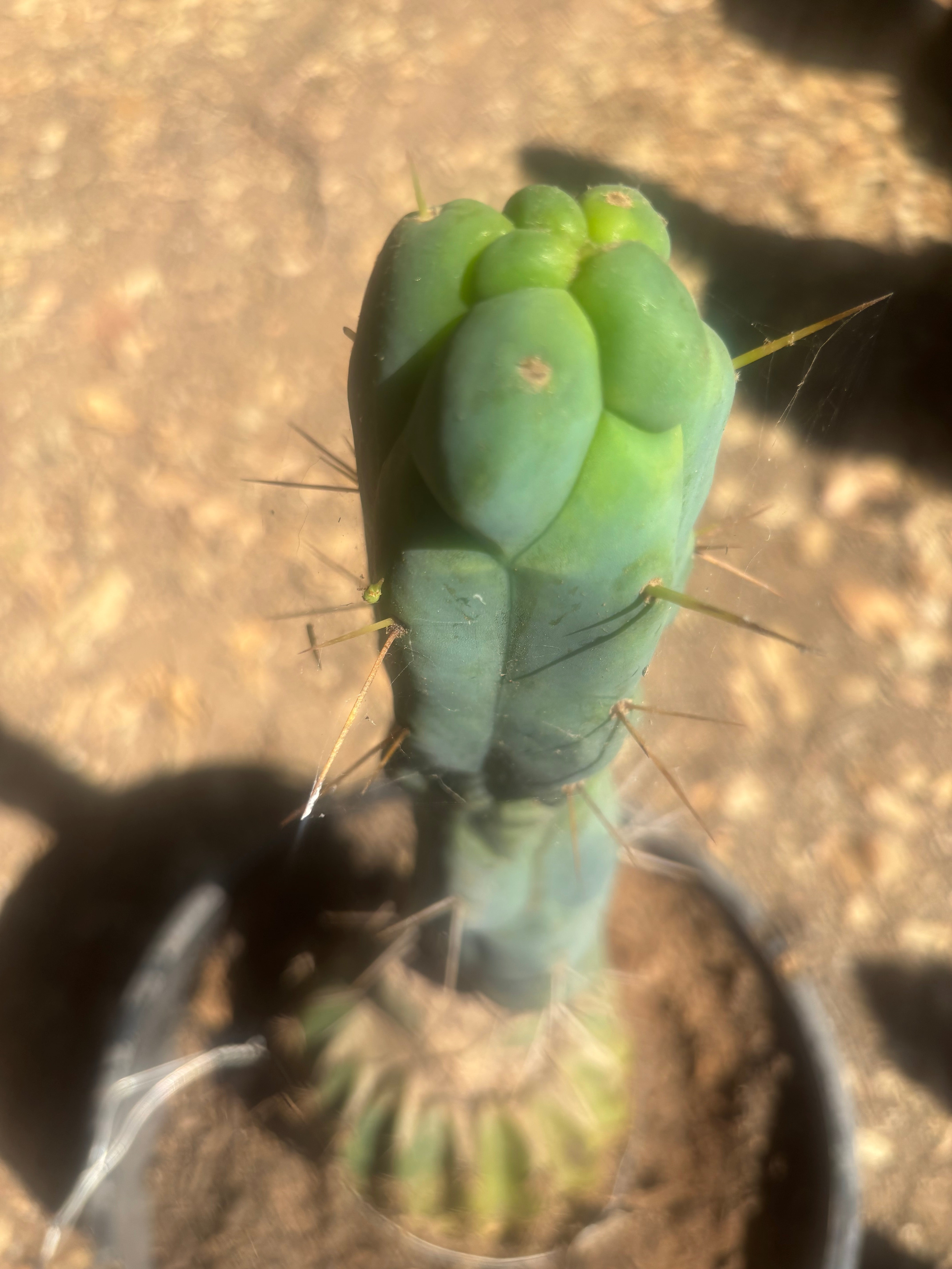💎👑🌶️ Monster De Cota Cota — 8” Tip