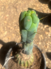 💎👑🌶️ Monster De Cota Cota — 8” Tip