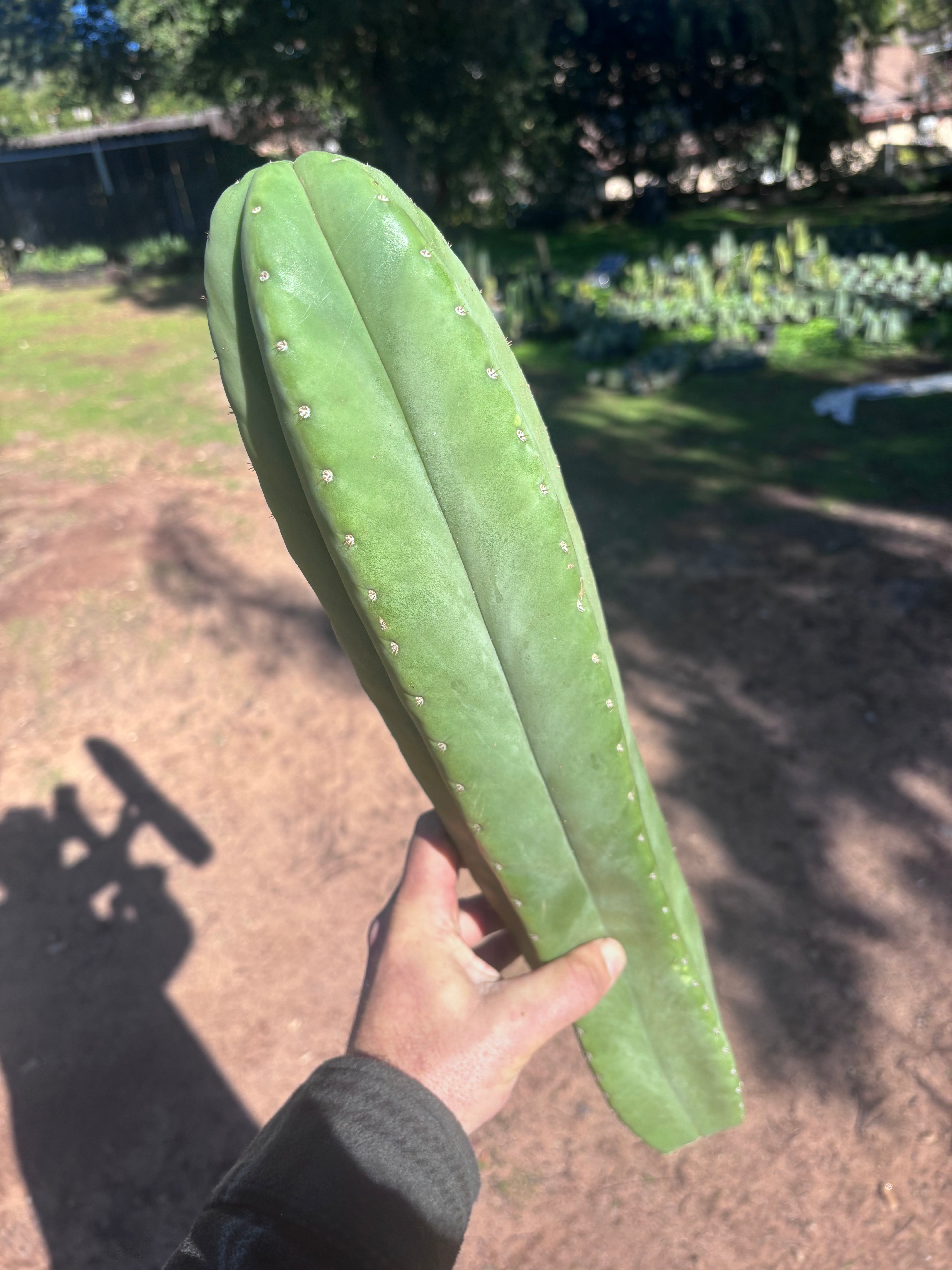 🌶️ Zed x Ecuadorian Pach — XL 20” Tip