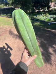 🌶️ Zed x Ecuadorian Pach — XL 20” Tip