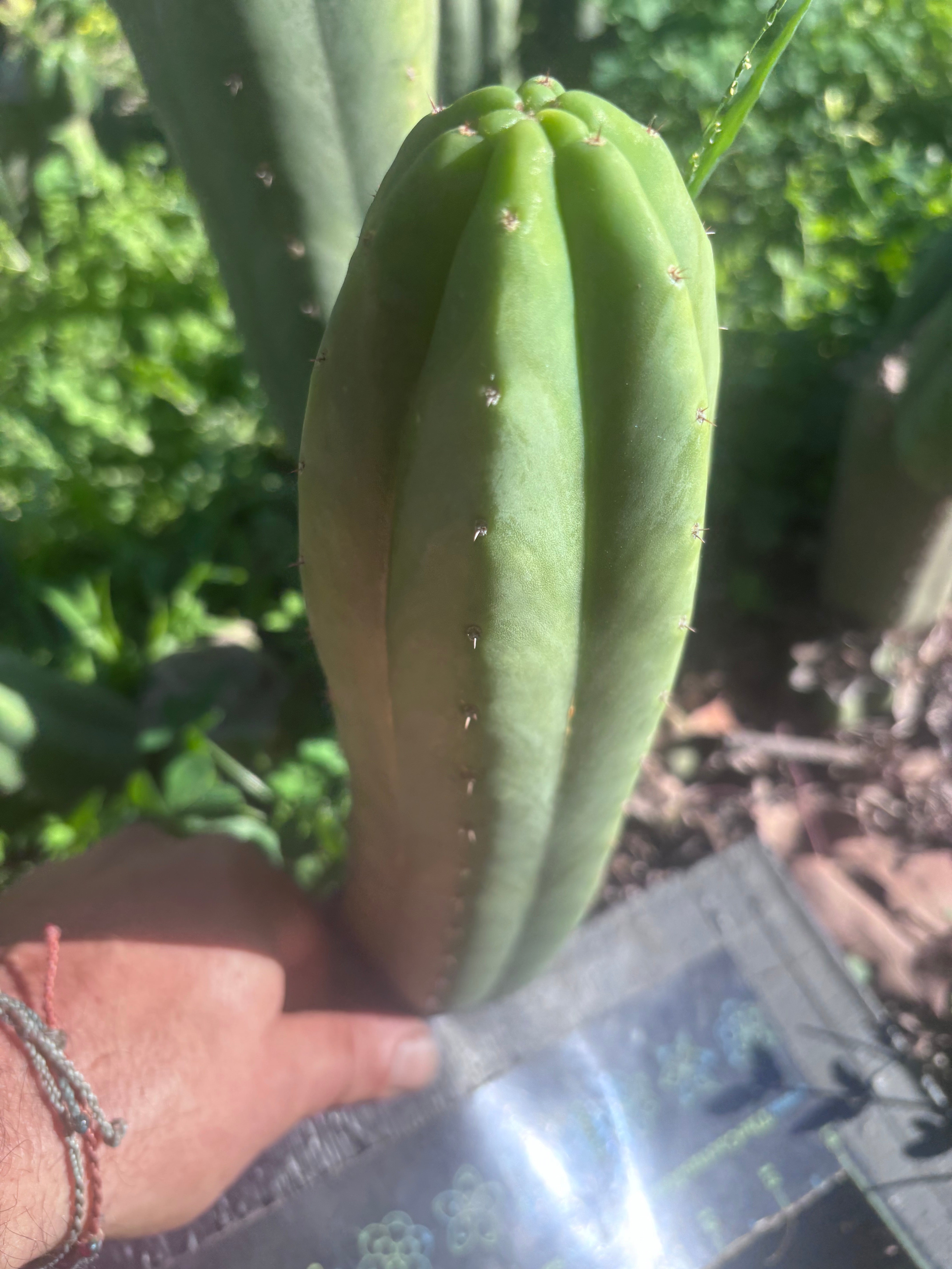 👑🌶️🌶️ Ogun — 10.5” Pup