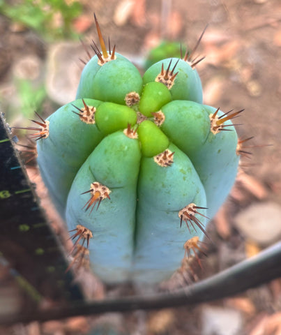 💎👑  Bart — 8” Tip