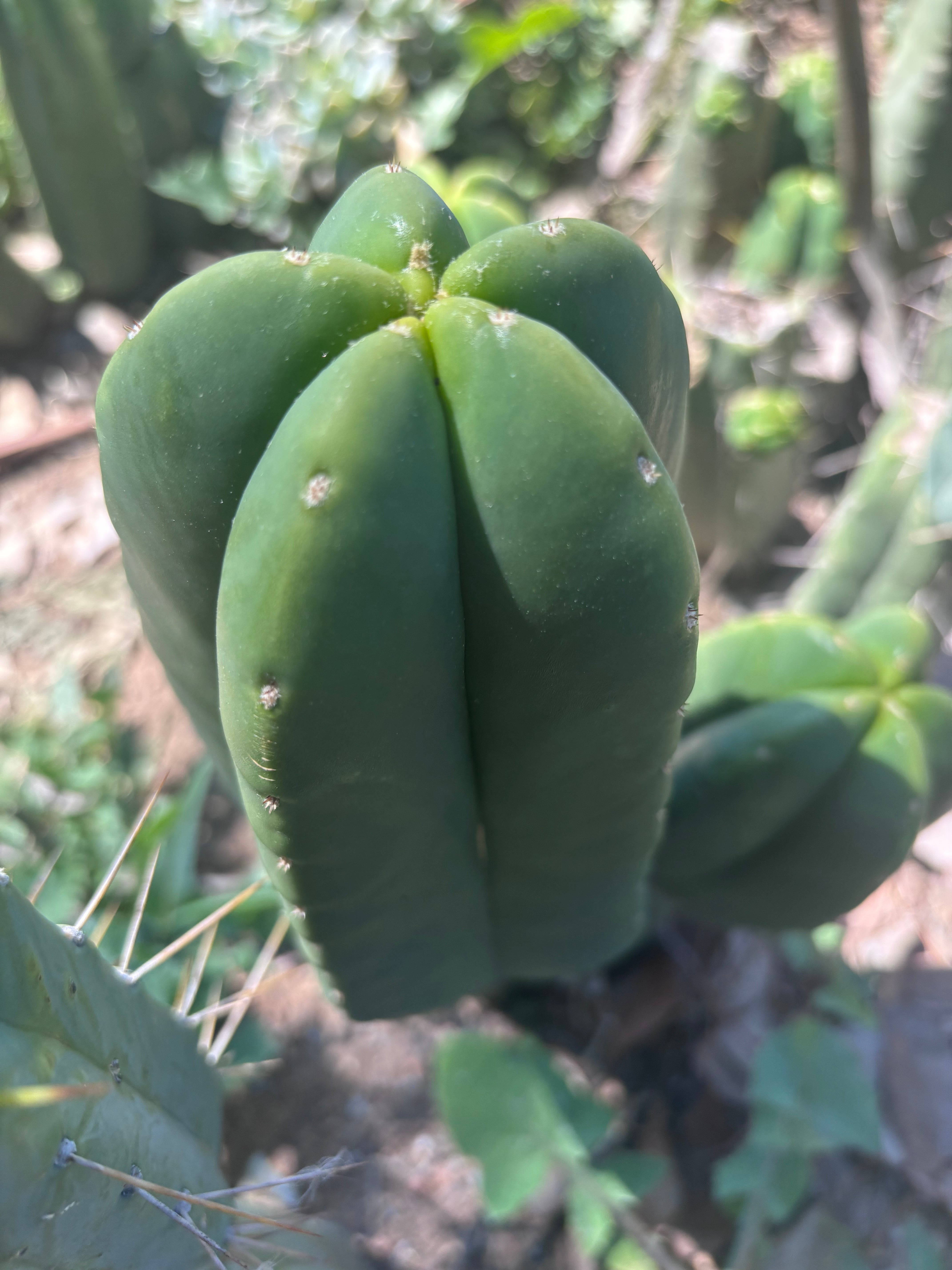 👑🌶️ Another Zulk Melon