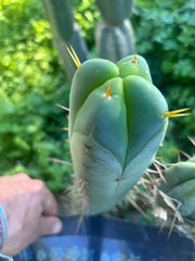 💎👑🌶️🌶️ SS02  — 10” FourWang Tip