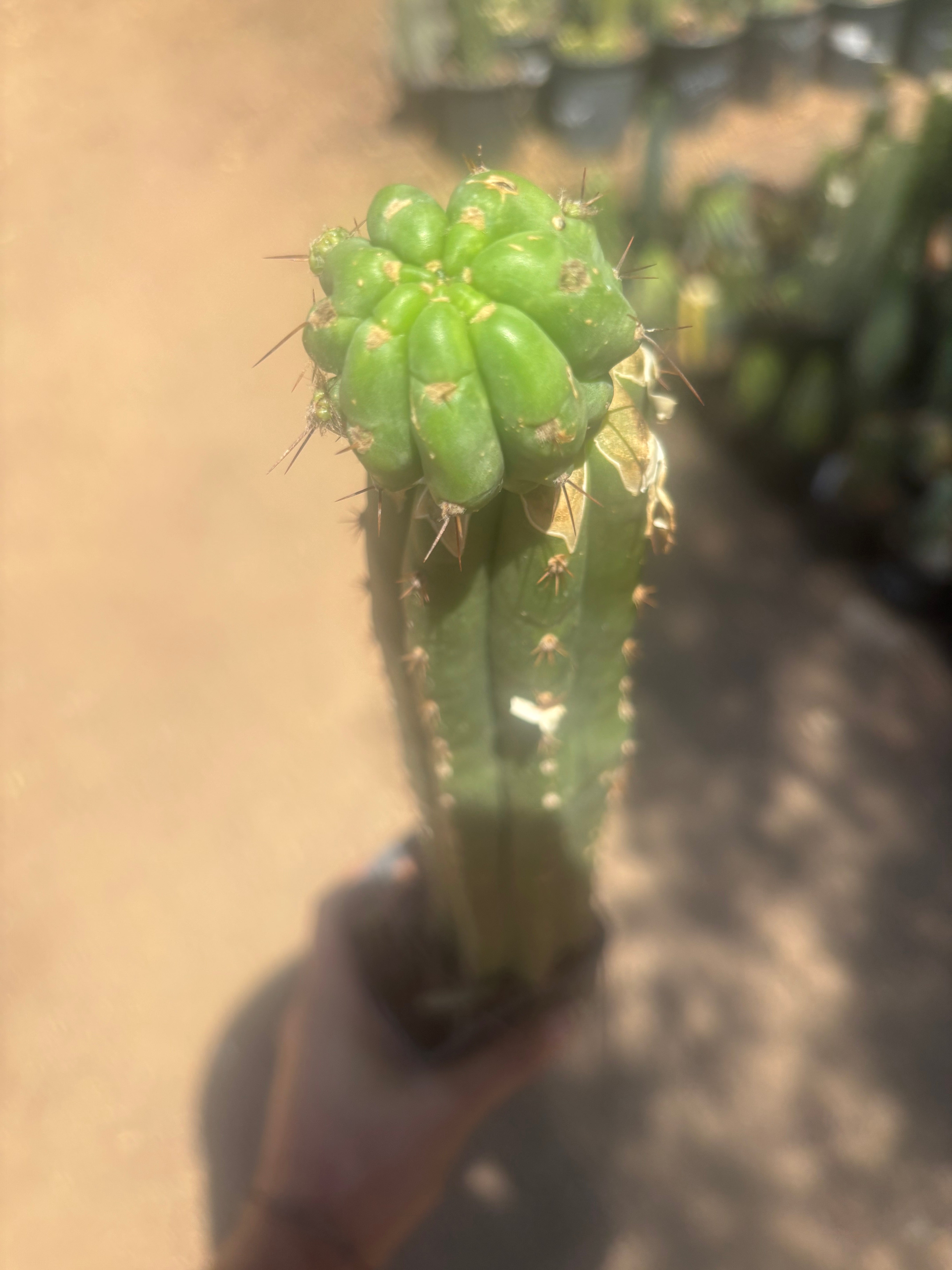 💎👑💎 Havran — Established Pup Graft on Rooted 15” Torres & Torres