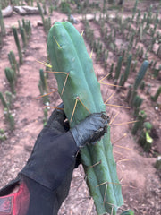 👑💎🌶️ Foolsbreath — XL FourWang 14” Tip
