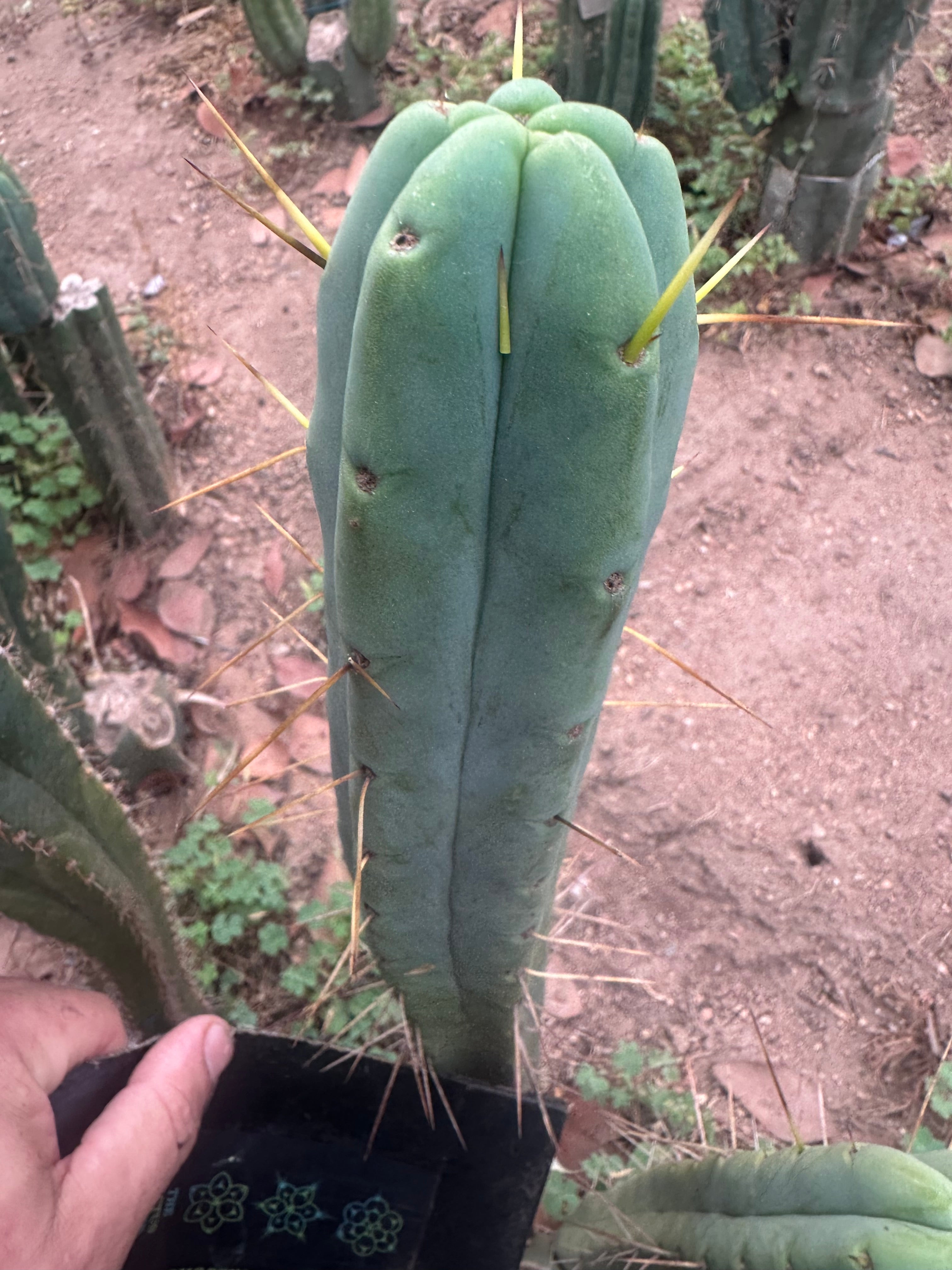 👑🌶️ Psycho0’ x SS02 — 10” Tip