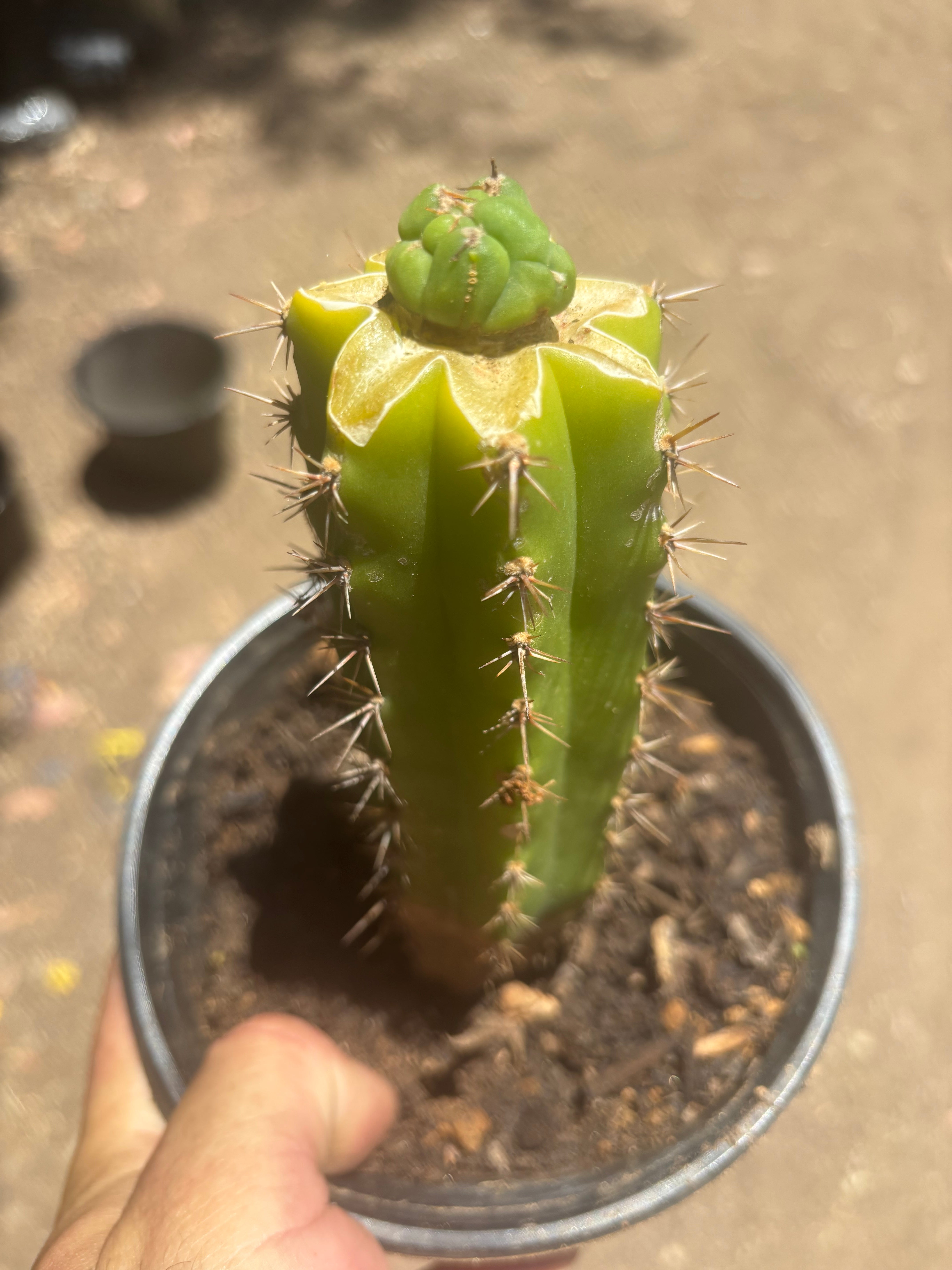 👑💎 Bruce’s Dragon — Pup Graft On Seed Grown Rooted Stock