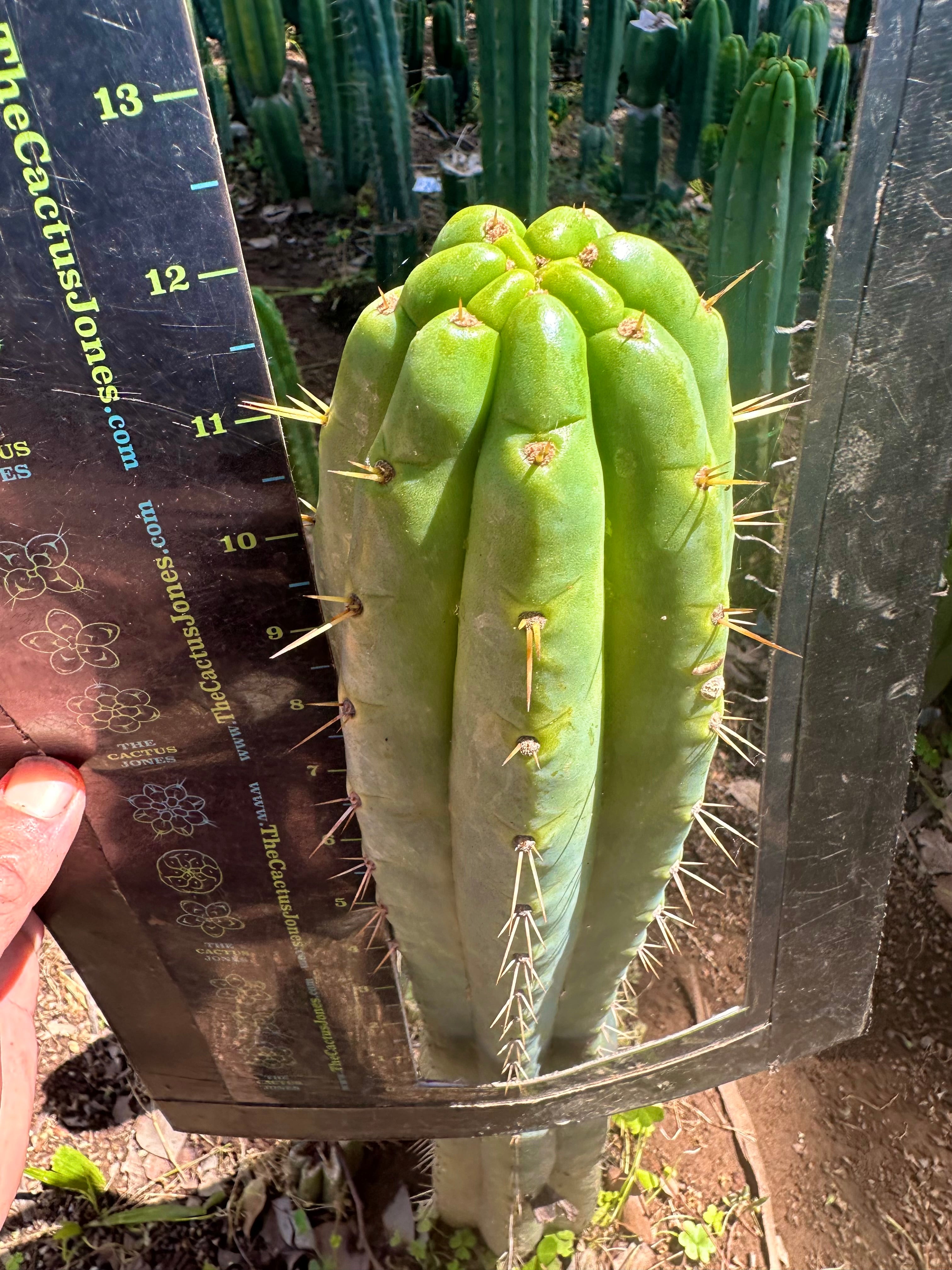 🌶️ 0201 — XL 12” Tip