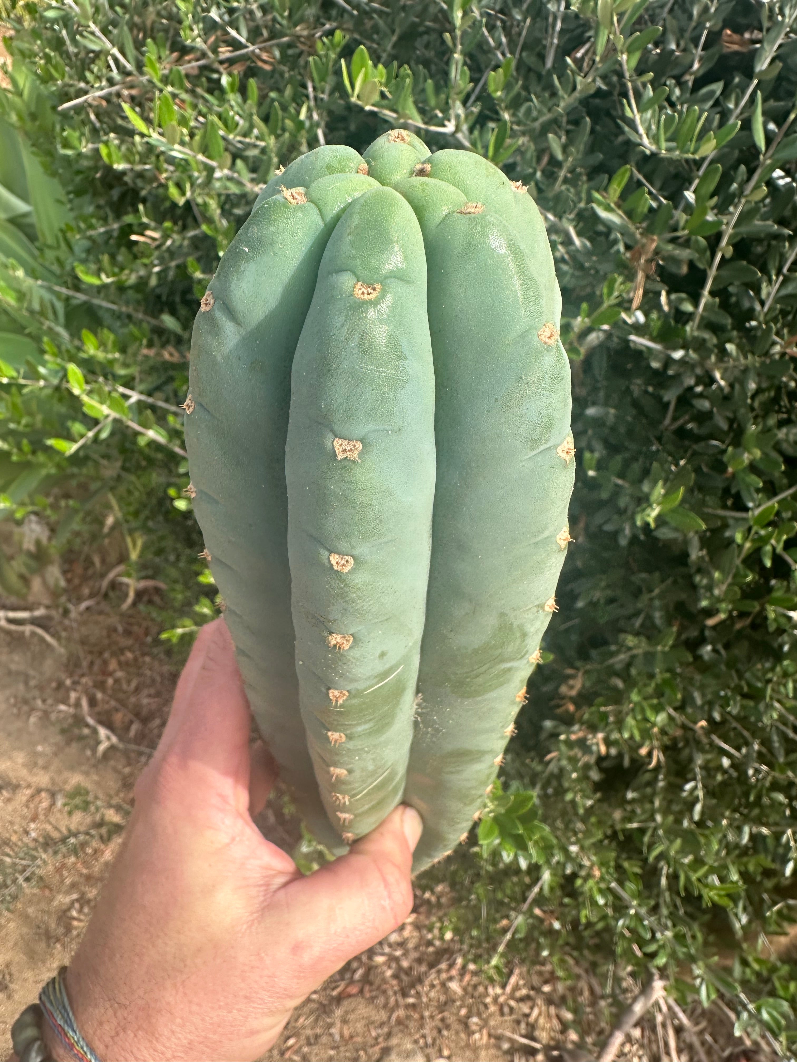 💎👑🌶️ Pierre — XL 15” Pup