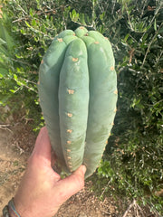 💎👑🌶️ Pierre — XL 15” Pup
