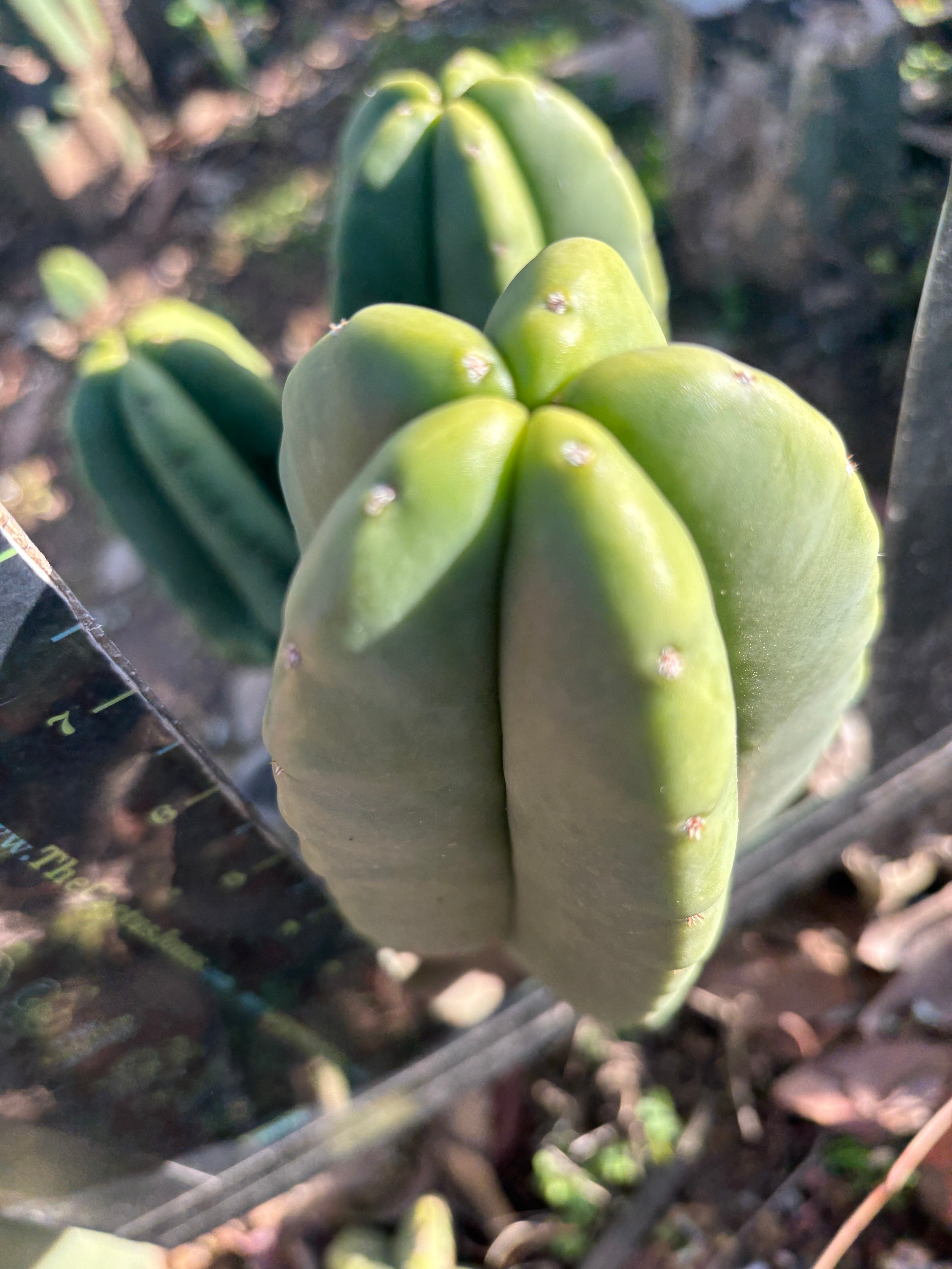 👑🌶️ Zulk — 9” Pup Melon