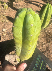 👑💎🌶️ Bob’s Colossus—  Beefy 9” Pup