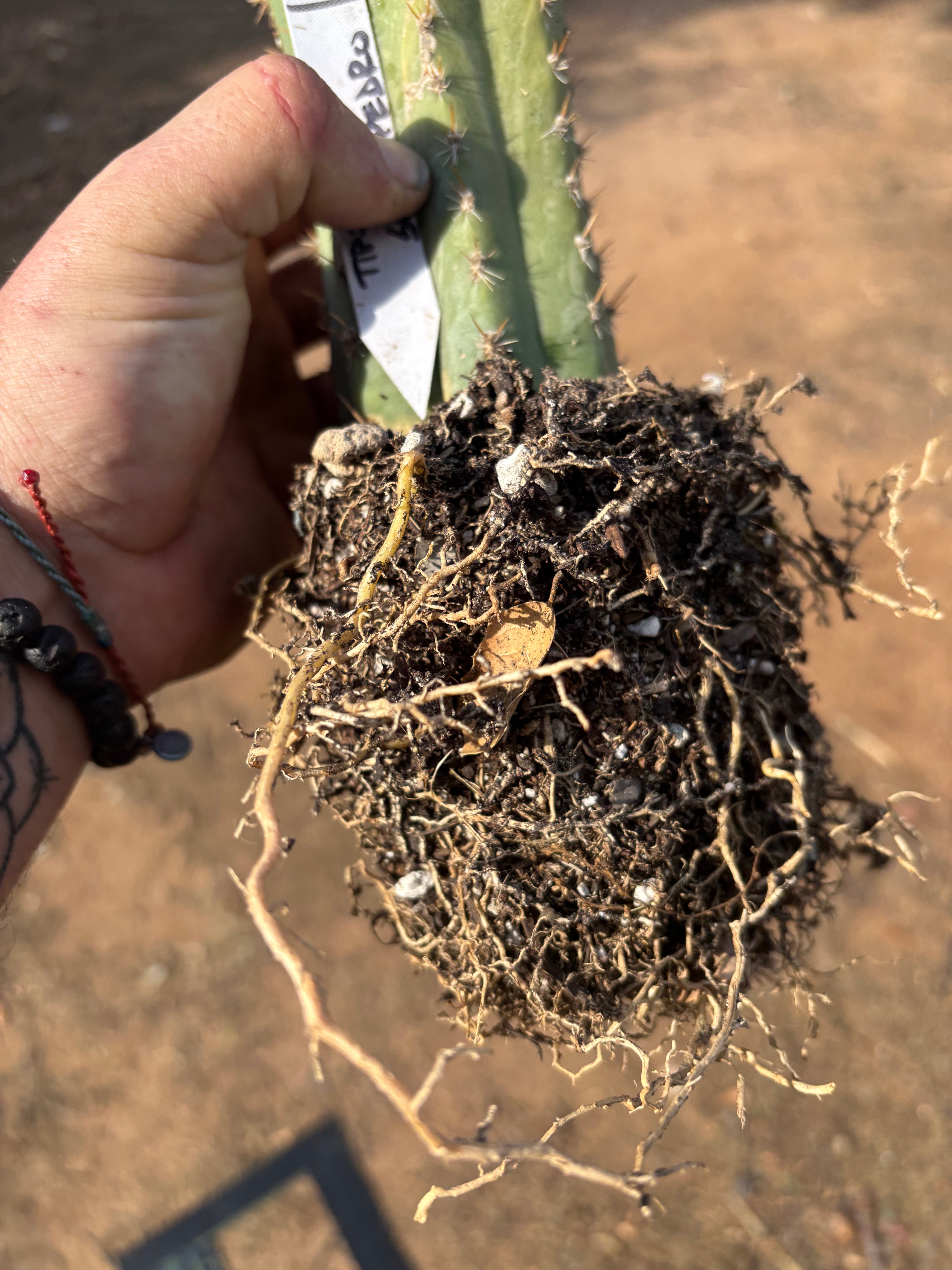 🌶️ Tipz x Super Pedro — 14” Fully Rooted Stump