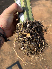 🌶️ Tipz x Super Pedro — 14” Fully Rooted Stump