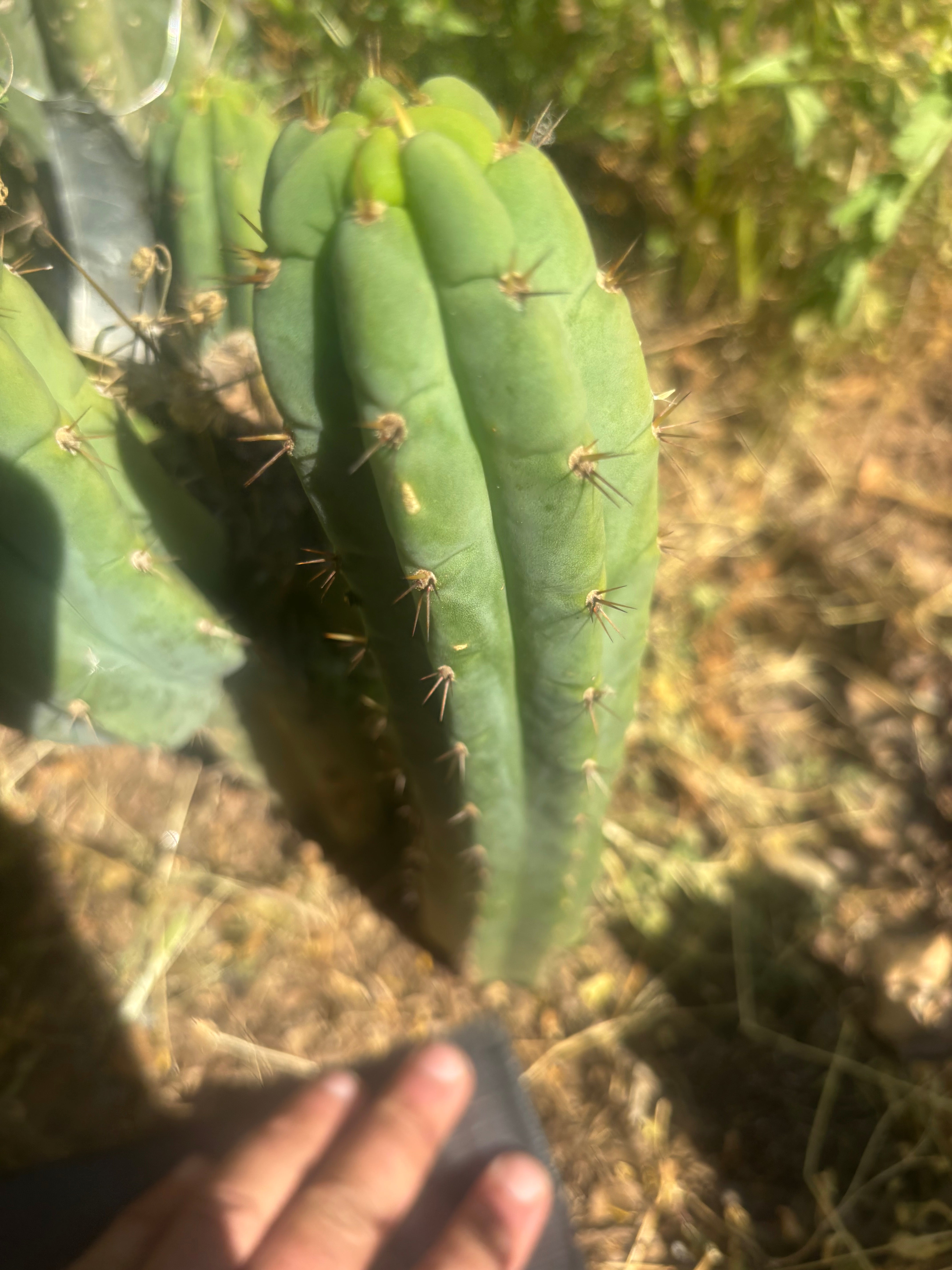 💎👑🌶️🌶️ Austy’s Bomb — 11” ROOTED