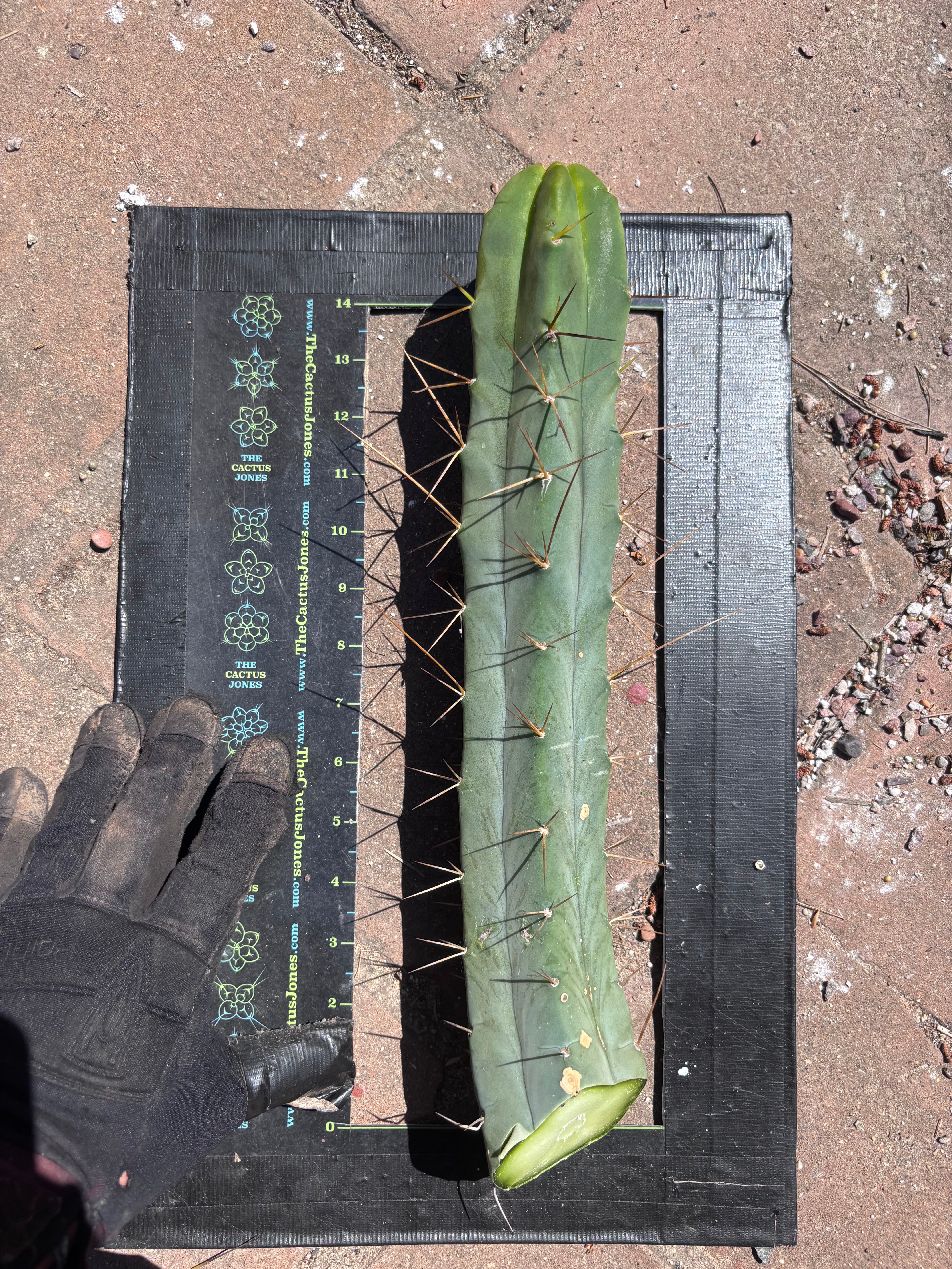 👑🌶️ TBQM  — 15” Tip