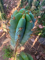 Rosei2 x TA01 (Peru x Peru)— Thick 10” Tip