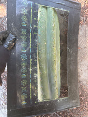 💎🌶️ SS02 x Yowie — One More MASSIVE 15” Tip