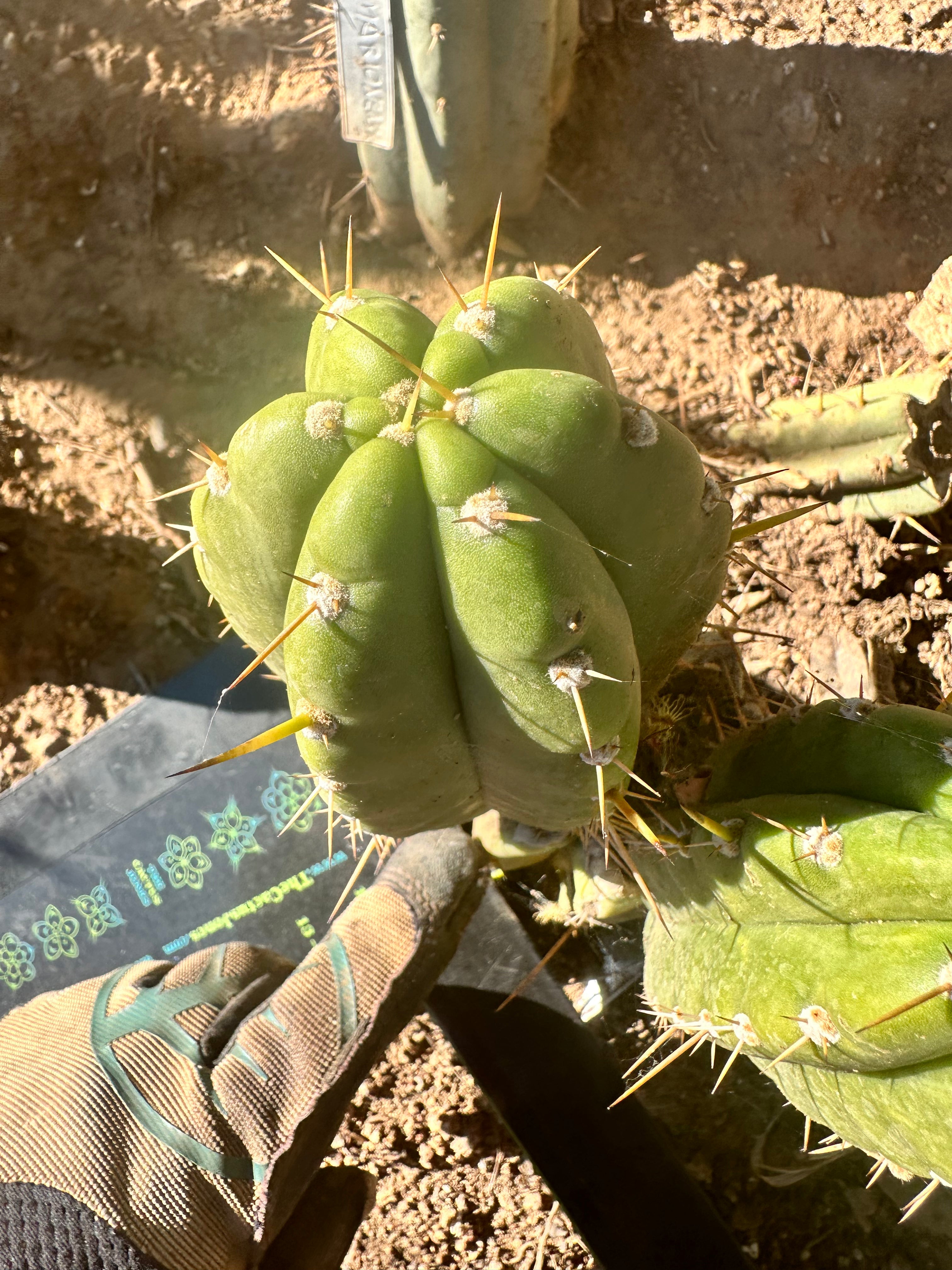 👑 T.Maranonensis — Fat Grenade Pup