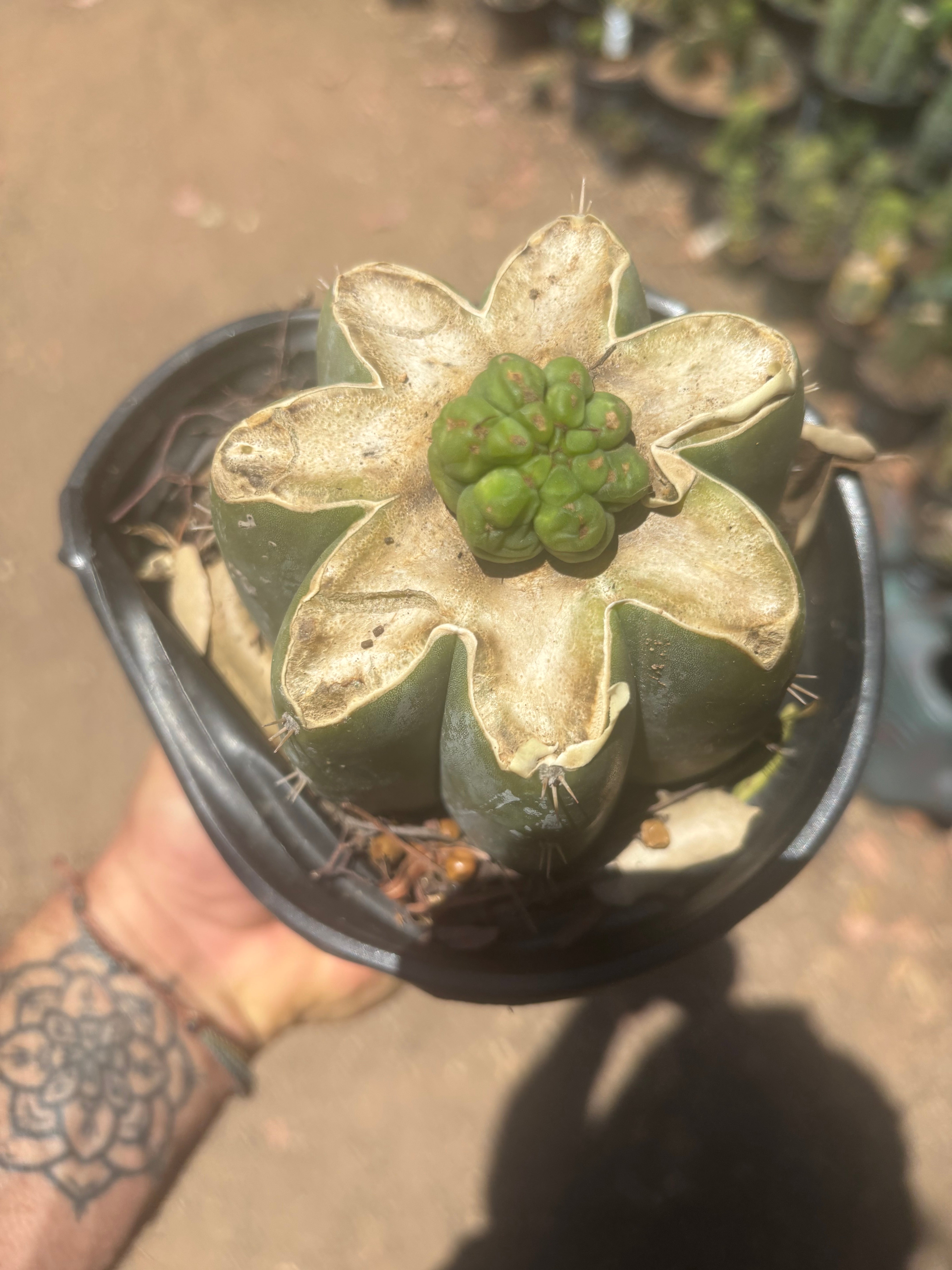 💎👑💎 Havran — Pup Graft on Rooted Shine01