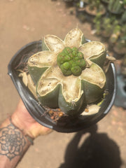 💎👑💎 Havran — Pup Graft on Rooted Shine01